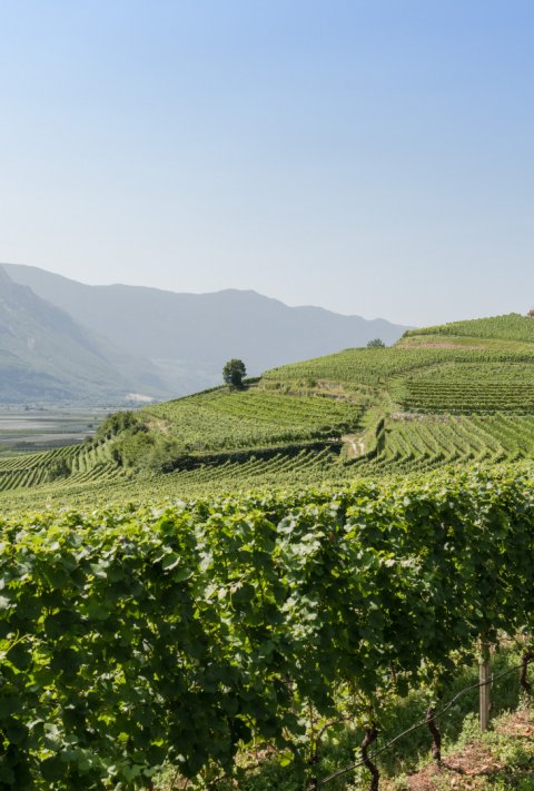 Termeno dsc3636_c_hannesrohrer_1.jpg